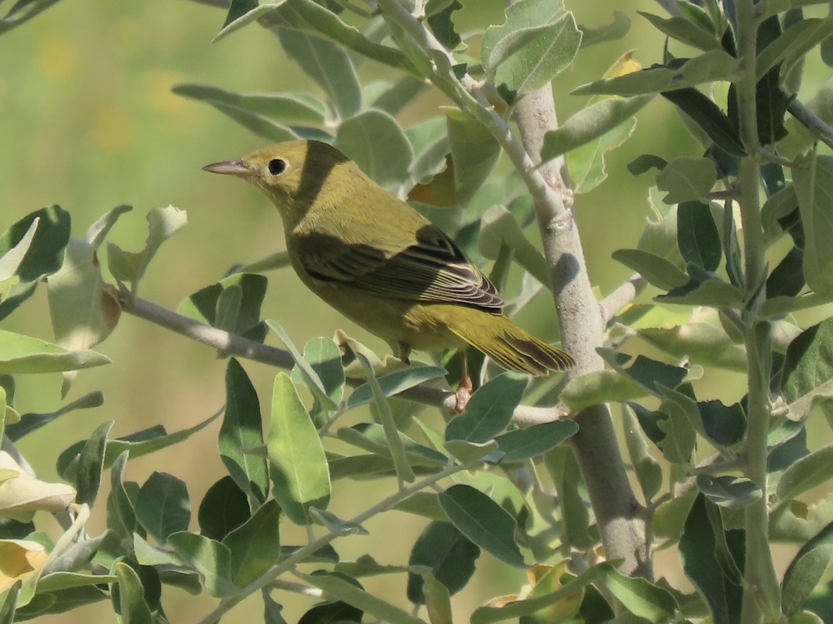 Yellow Warbler (Northern) - ML264341171
