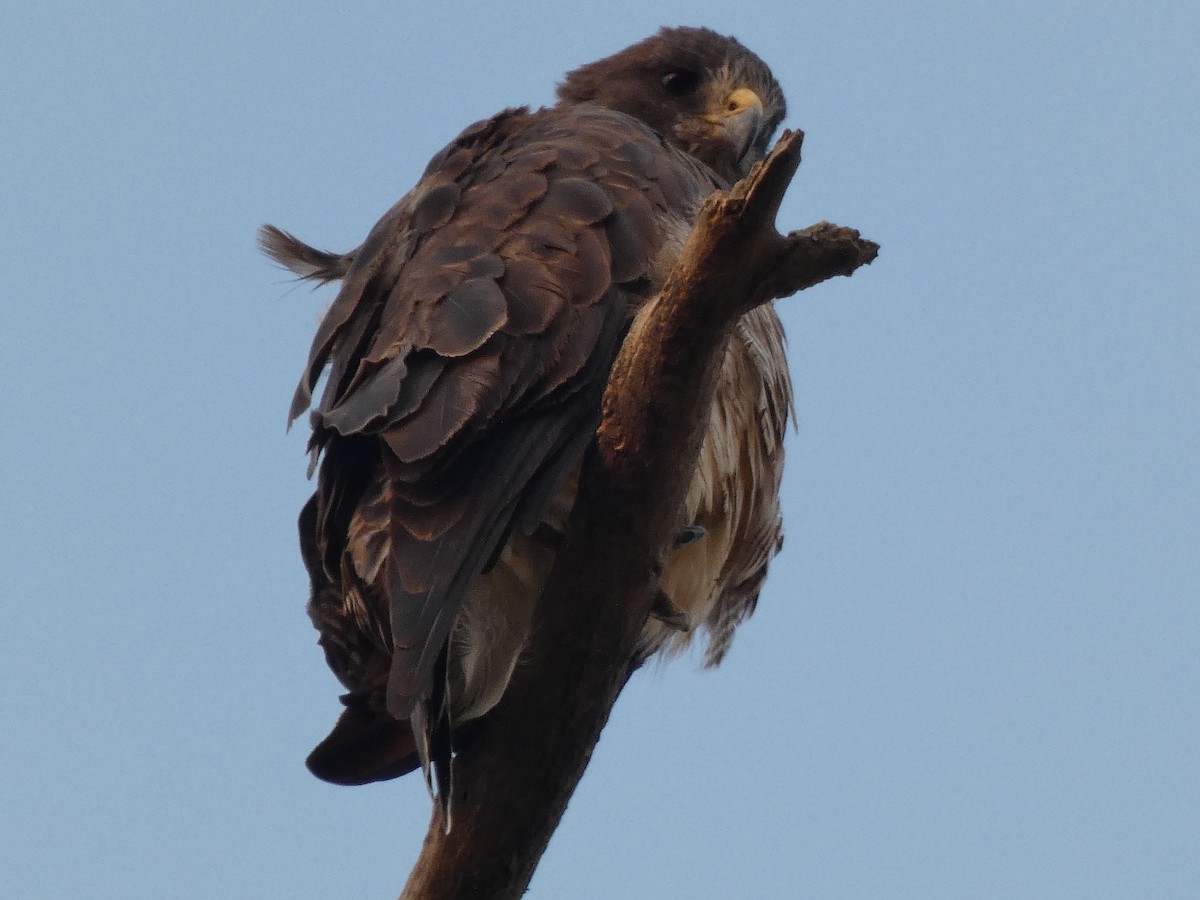 Swainson's Hawk - ML264343101