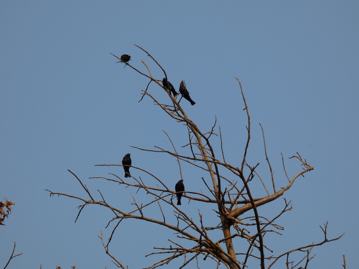 Brown-headed Cowbird - ML264343531