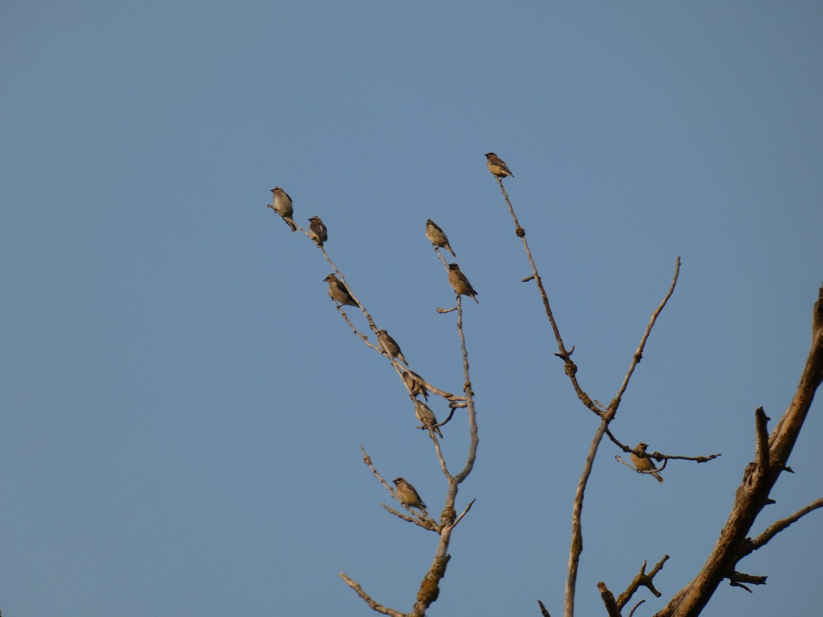 Cedar Waxwing - ML264343601