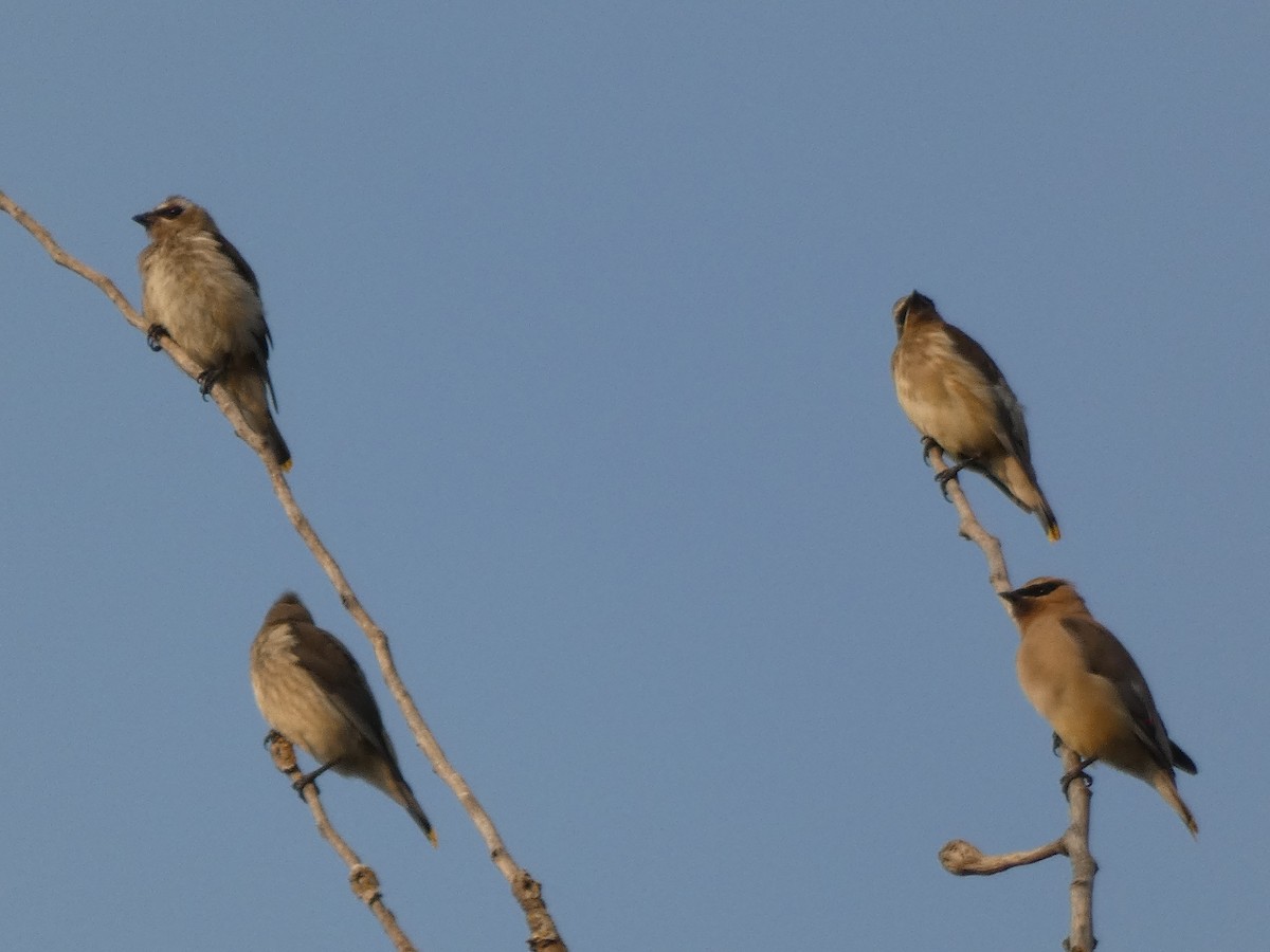 Cedar Waxwing - ML264343611