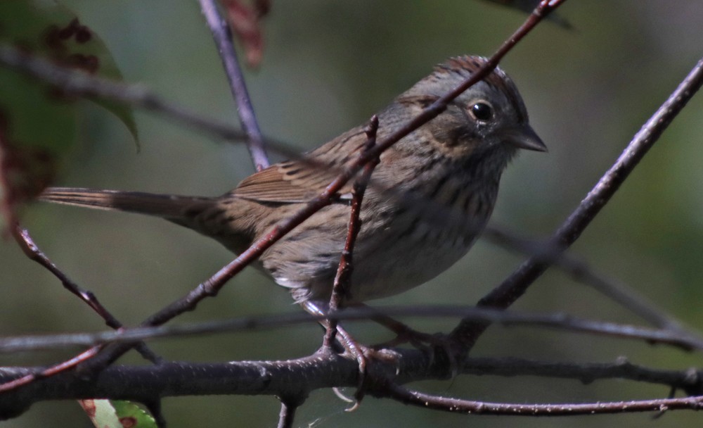 Lincoln's Sparrow - ML264346761