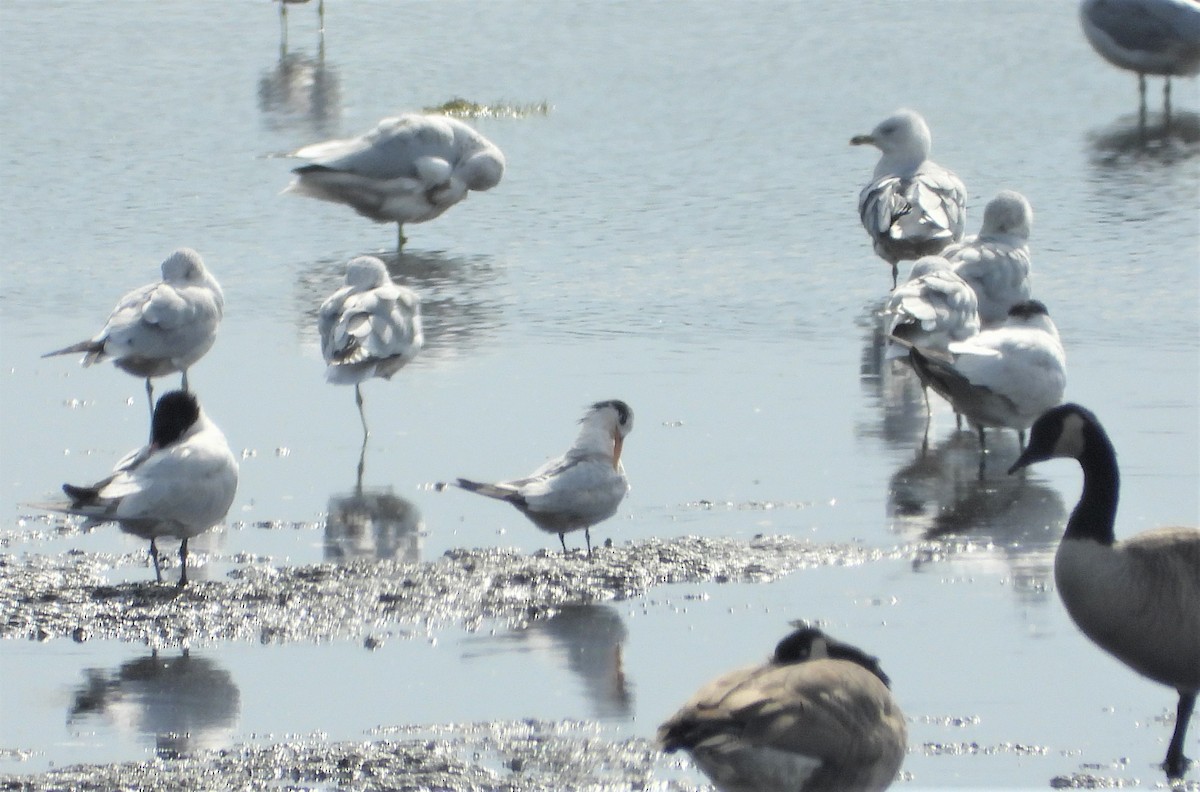 Elegant Tern - ML264349631