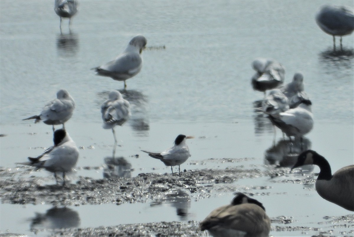 Elegant Tern - ML264349641