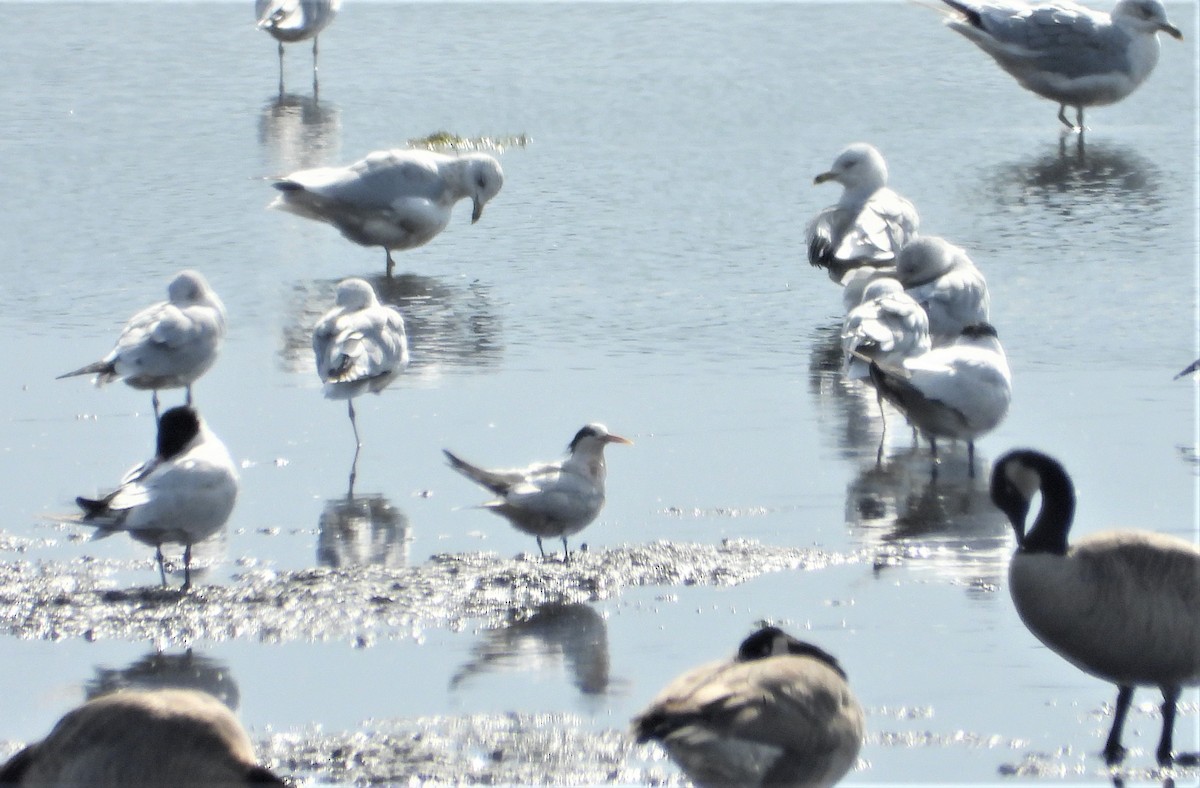 Elegant Tern - ML264349651