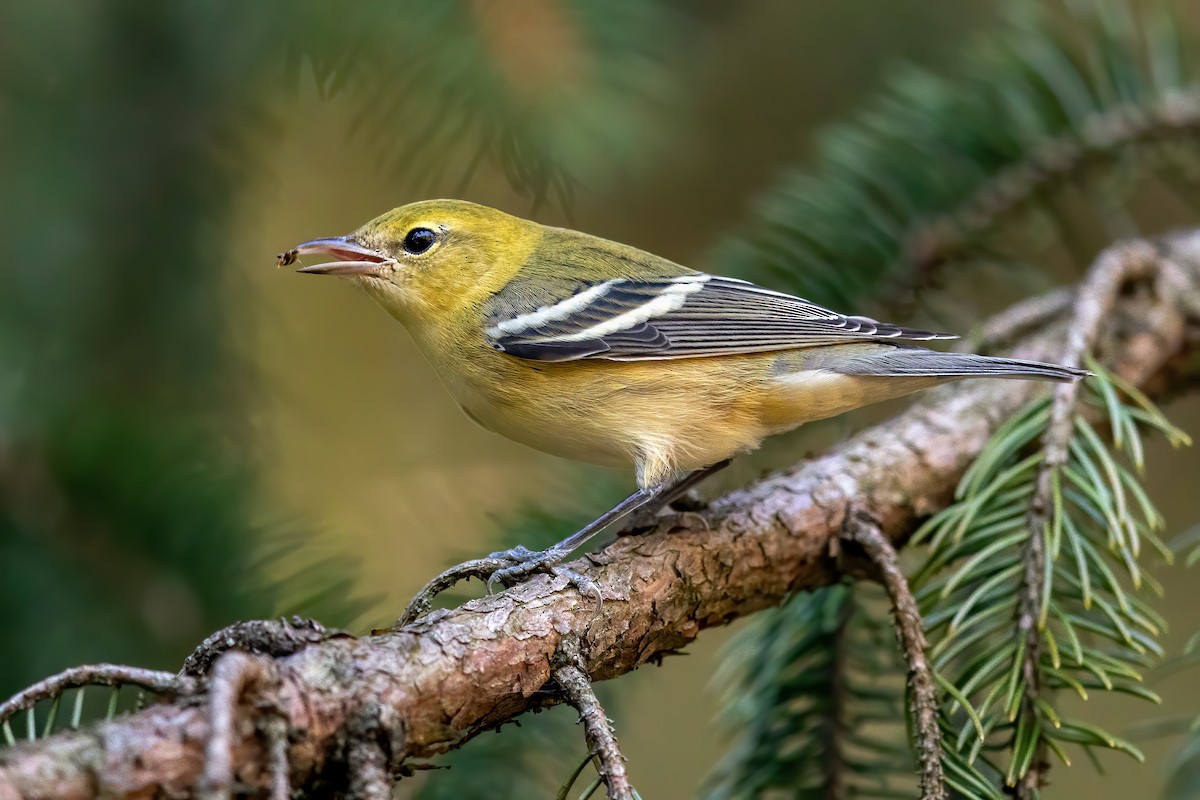 Bay-breasted Warbler - ML264350061