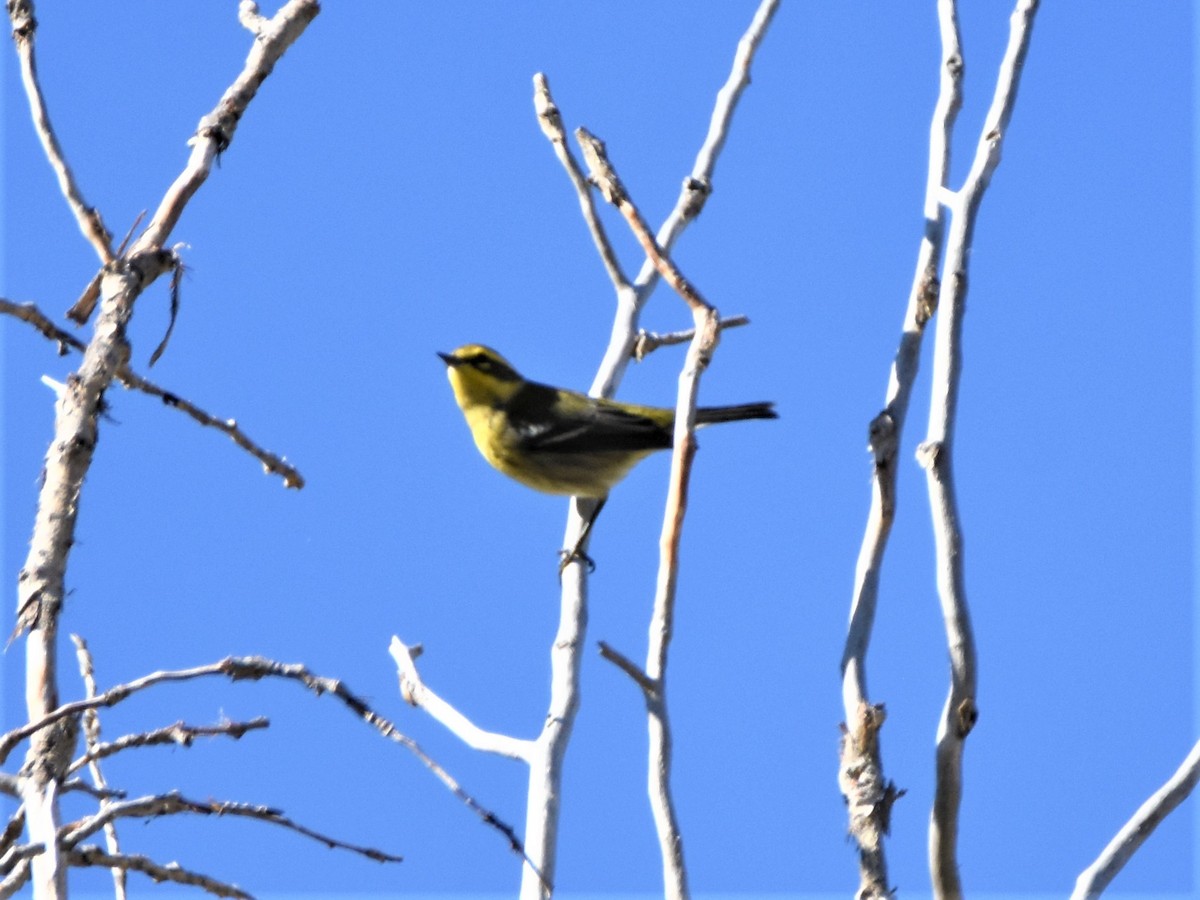 Townsend's Warbler - ML264350611