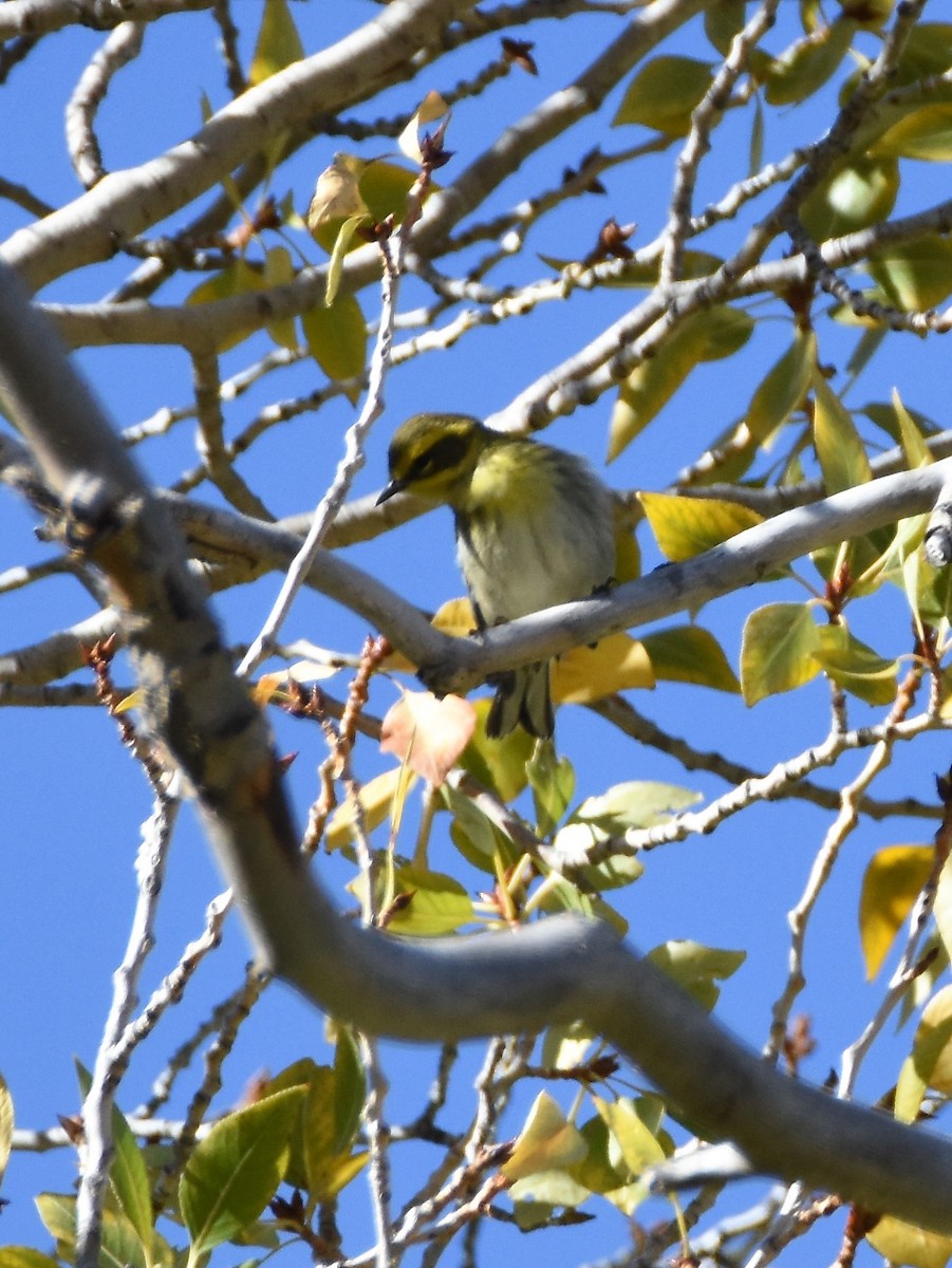 Townsend's Warbler - ML264350621