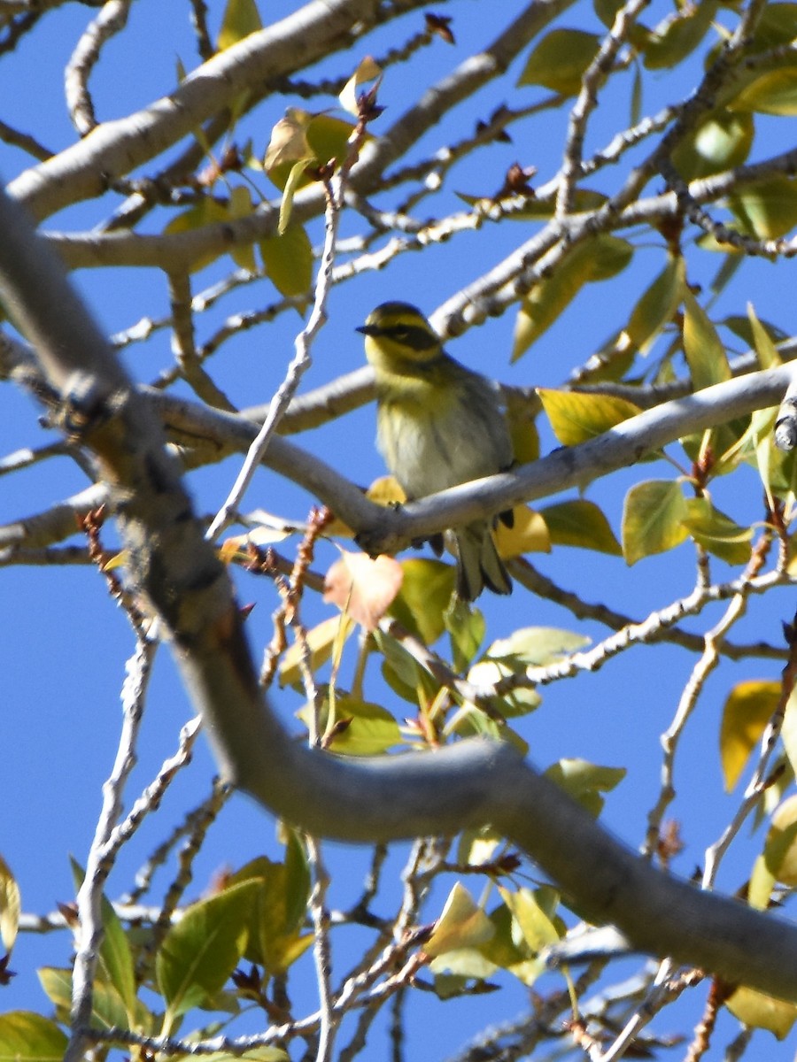 Townsend's Warbler - ML264350681