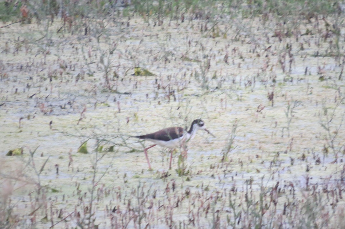 Black-necked Stilt - ML264352361