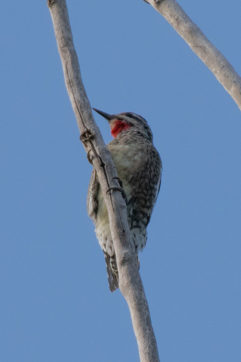 Red-naped Sapsucker - ML264352631