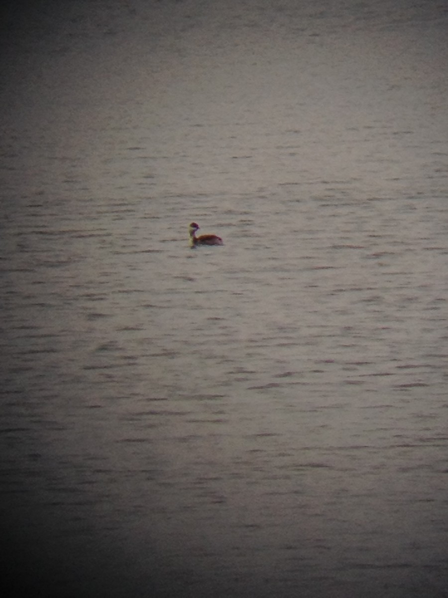 Horned Grebe - ML26435331