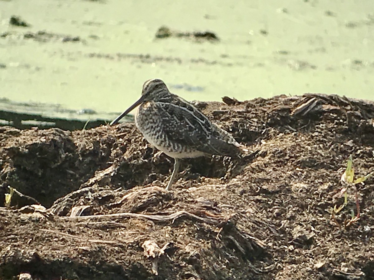 Wilson's Snipe - ML264353901