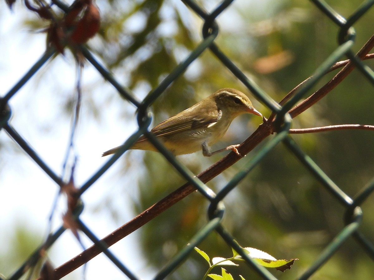 Arctic/Kamchatka Leaf Warbler - ML264354081