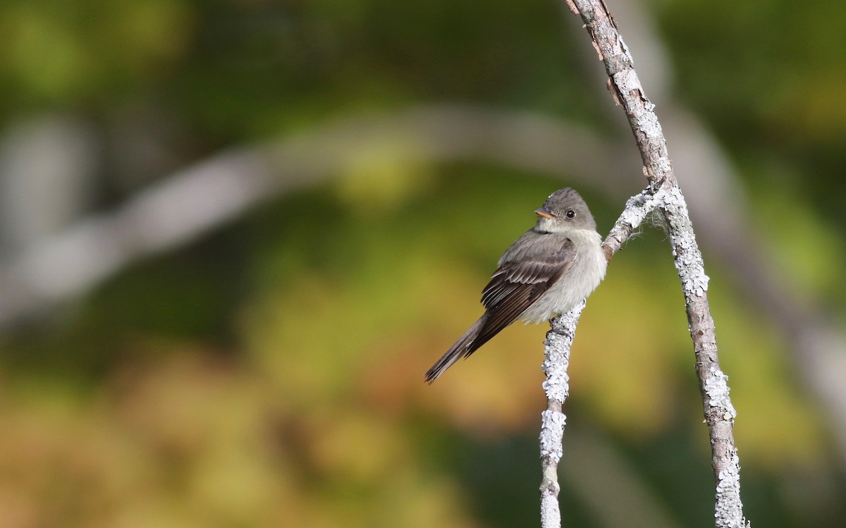 Eastern Wood-Pewee - Shawn Billerman