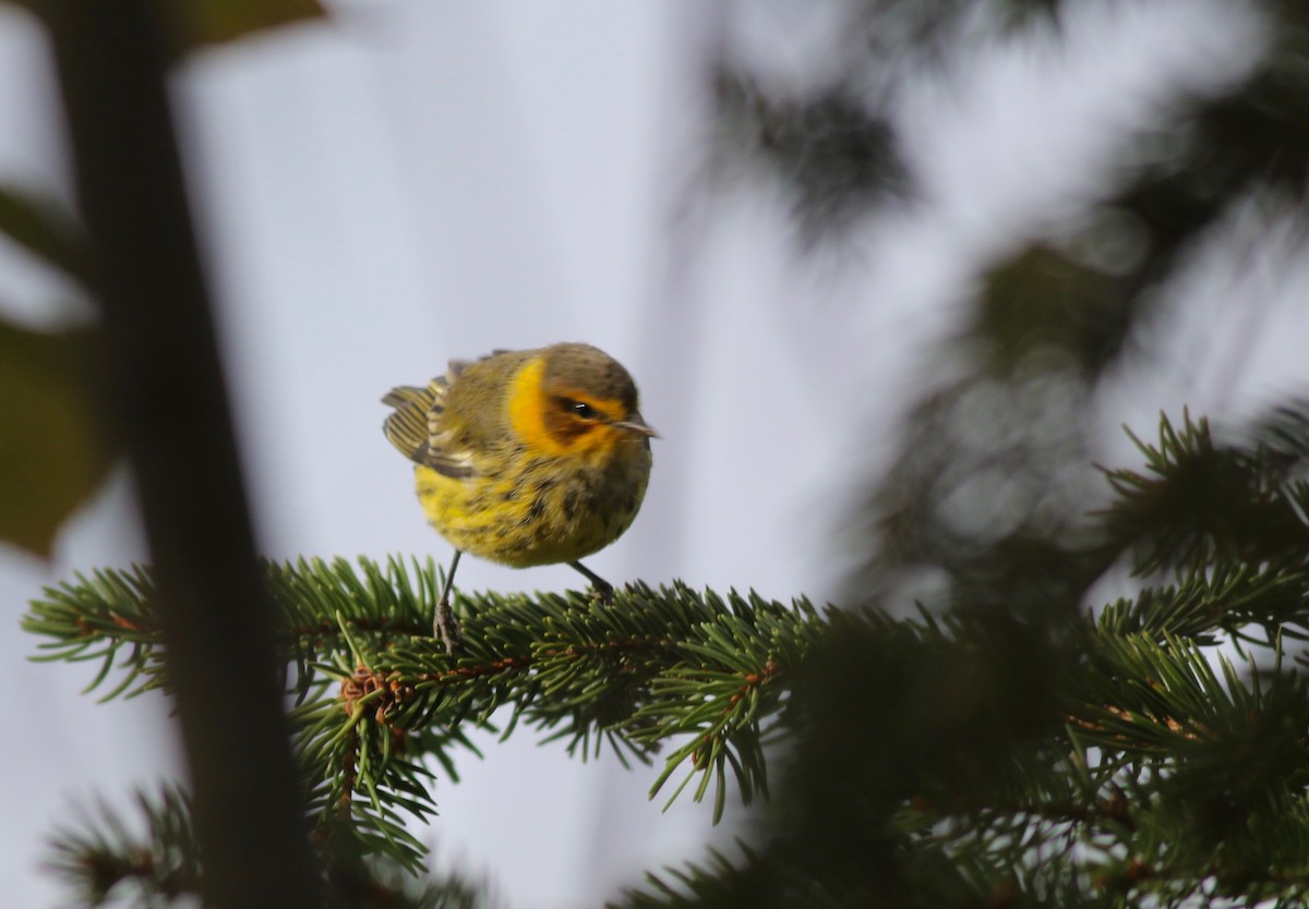 Cape May Warbler - ML264355601
