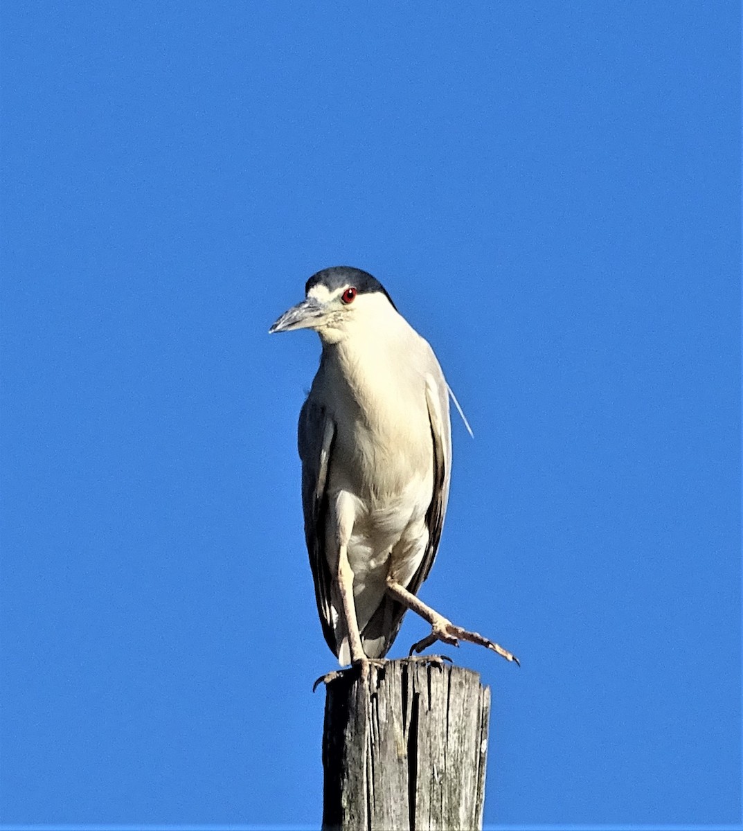 Black-crowned Night Heron - ML264356281