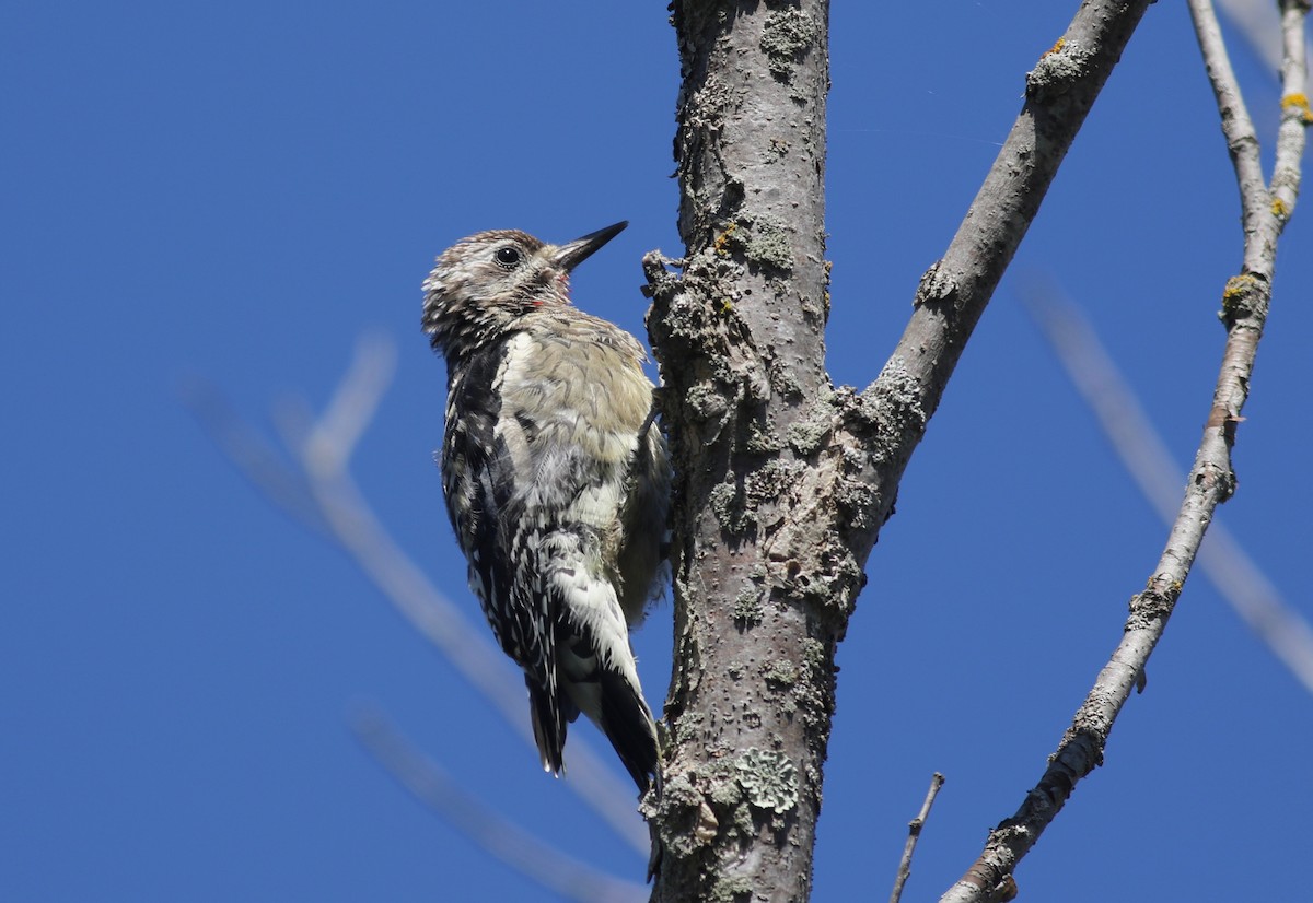 Yellow-bellied Sapsucker - ML264356641