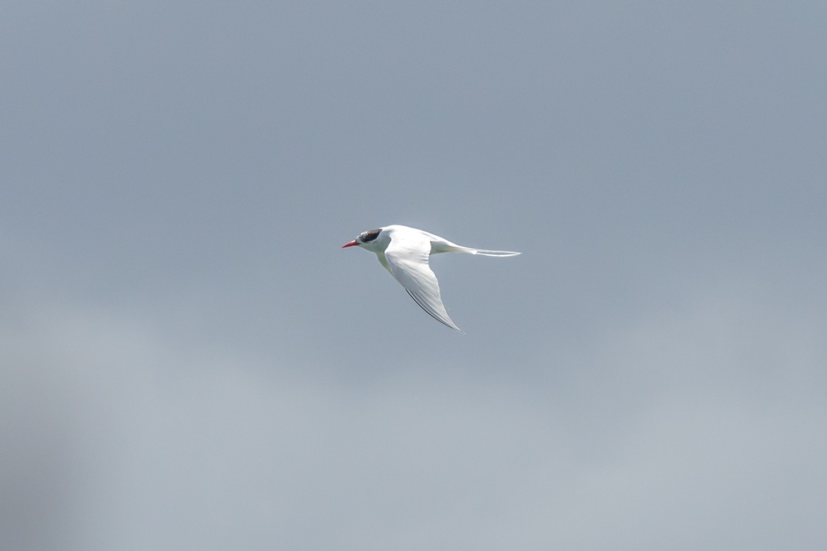 South American Tern - Victor Hugo Michelini