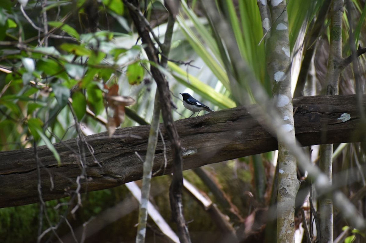 Black-throated Blue Warbler - Aditya Parameshwara
