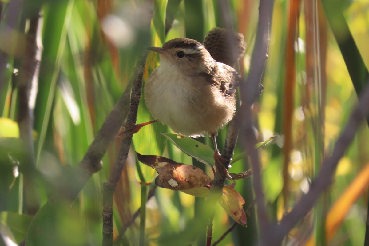 Marsh Wren - ML264358081