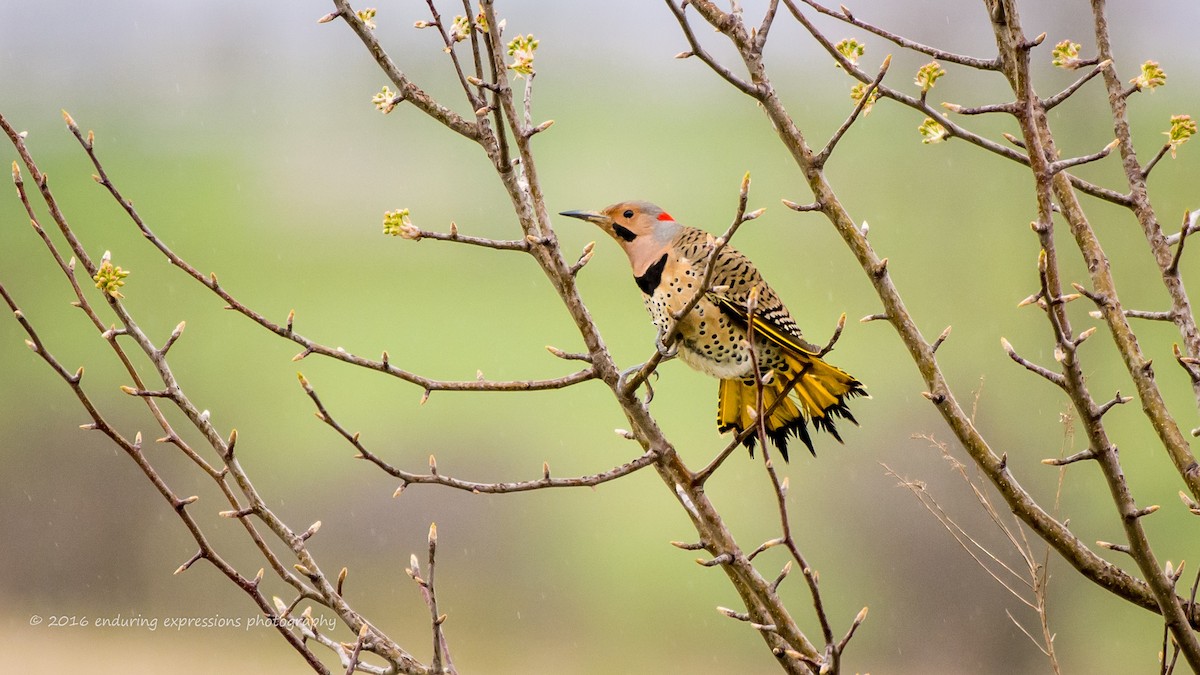 Northern Flicker - Charlie Shields