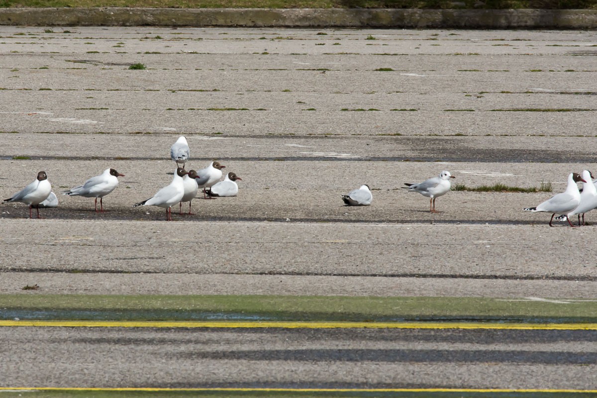 Brown-hooded Gull - ML264358581