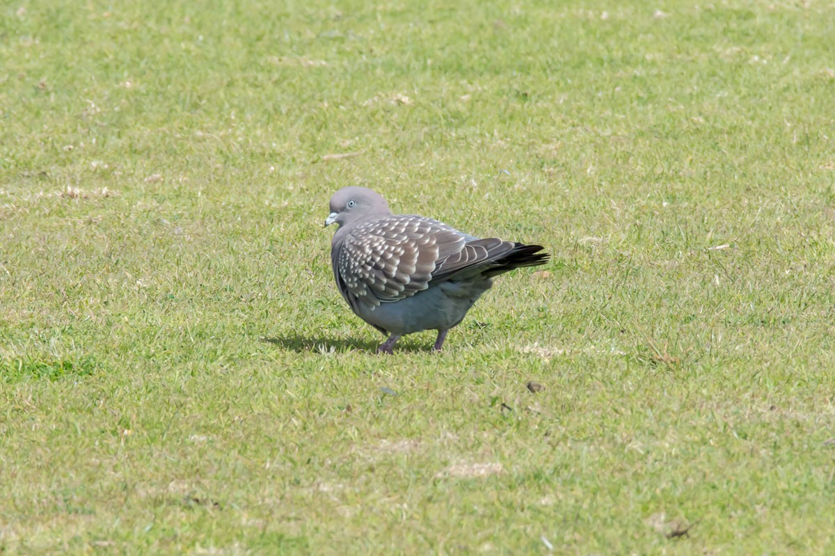 Spot-winged Pigeon - ML264358851