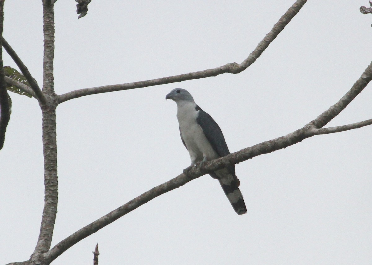 Gray-headed Kite - ML26435931