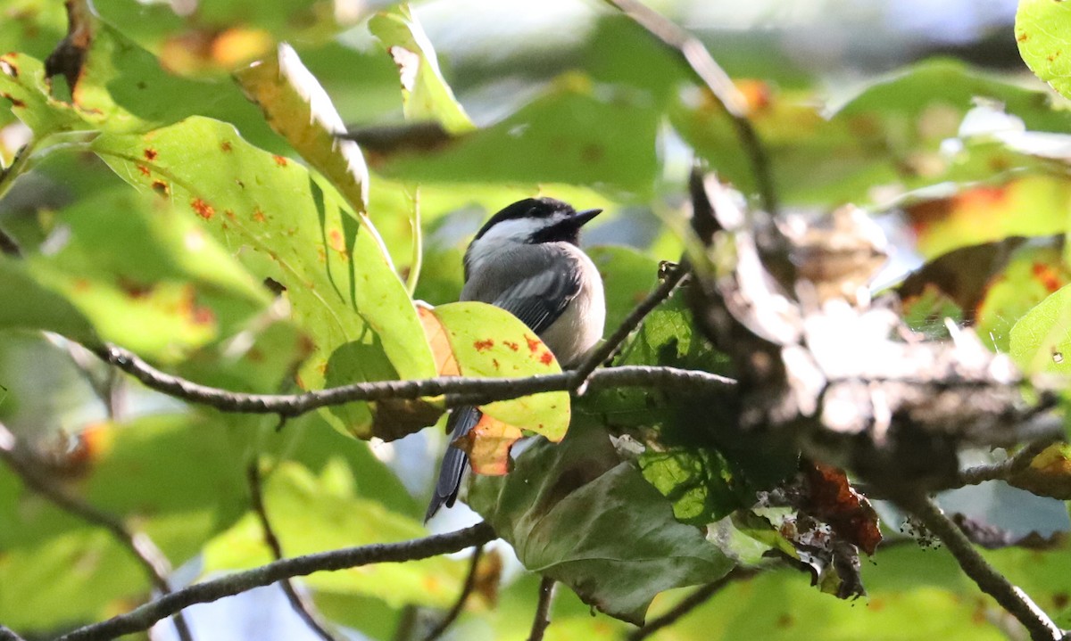 Black-capped Chickadee - Debra Rittelmann