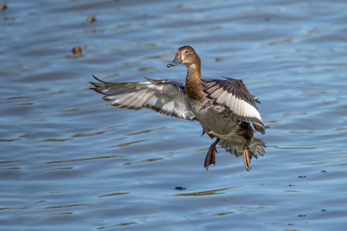 Rosy-billed Pochard - Luciano Massa