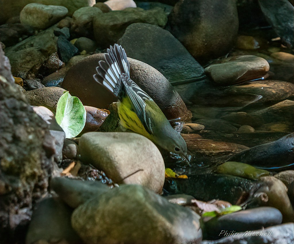 Magnolia Warbler - ML264363101