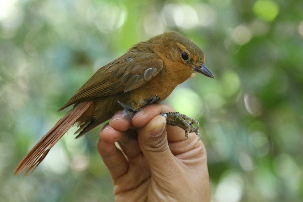 Russet-mantled Foliage-gleaner - Daniel Branch