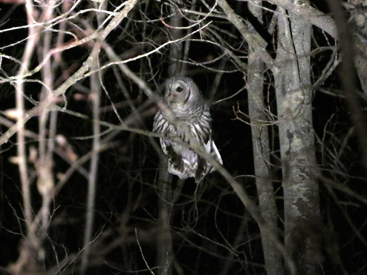 Barred Owl - Ted Hindmarch