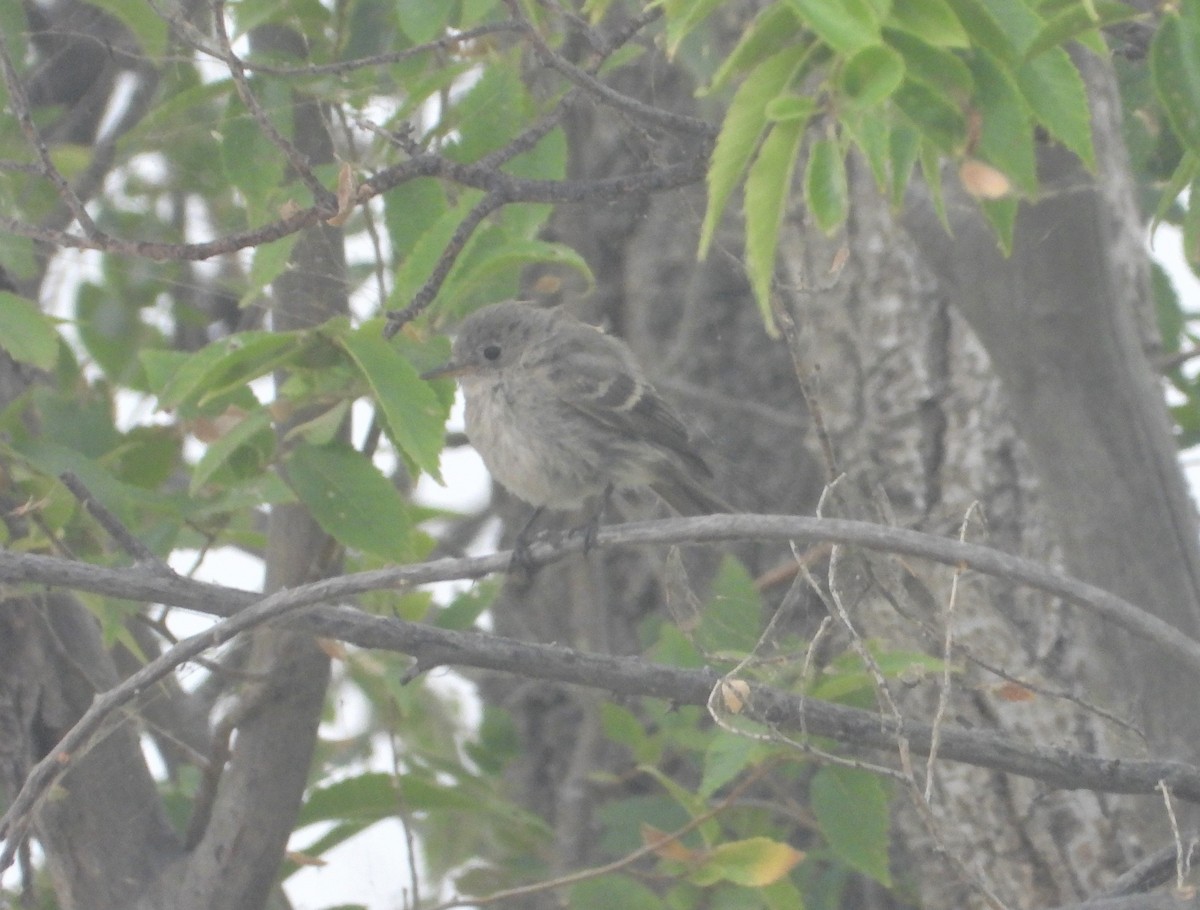 Gray Flycatcher - Russ Namitz