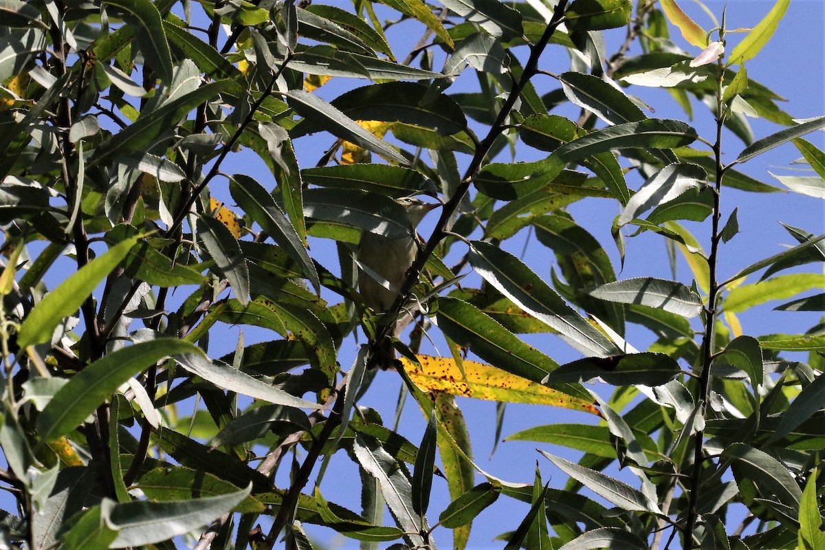 Arctic/Kamchatka Leaf Warbler - ML264368941