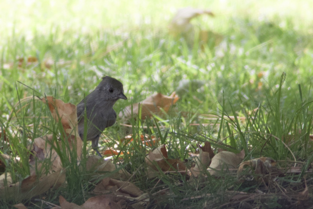 Oak Titmouse - ML264369501