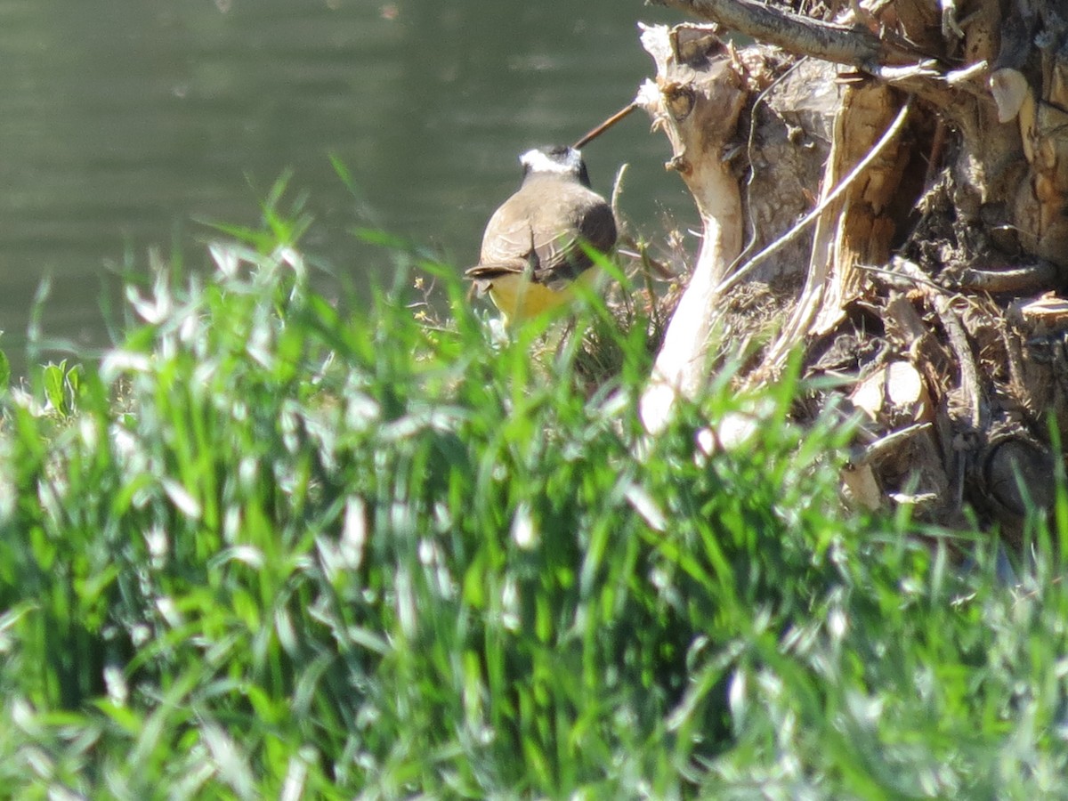 Great Kiskadee - ML264370391