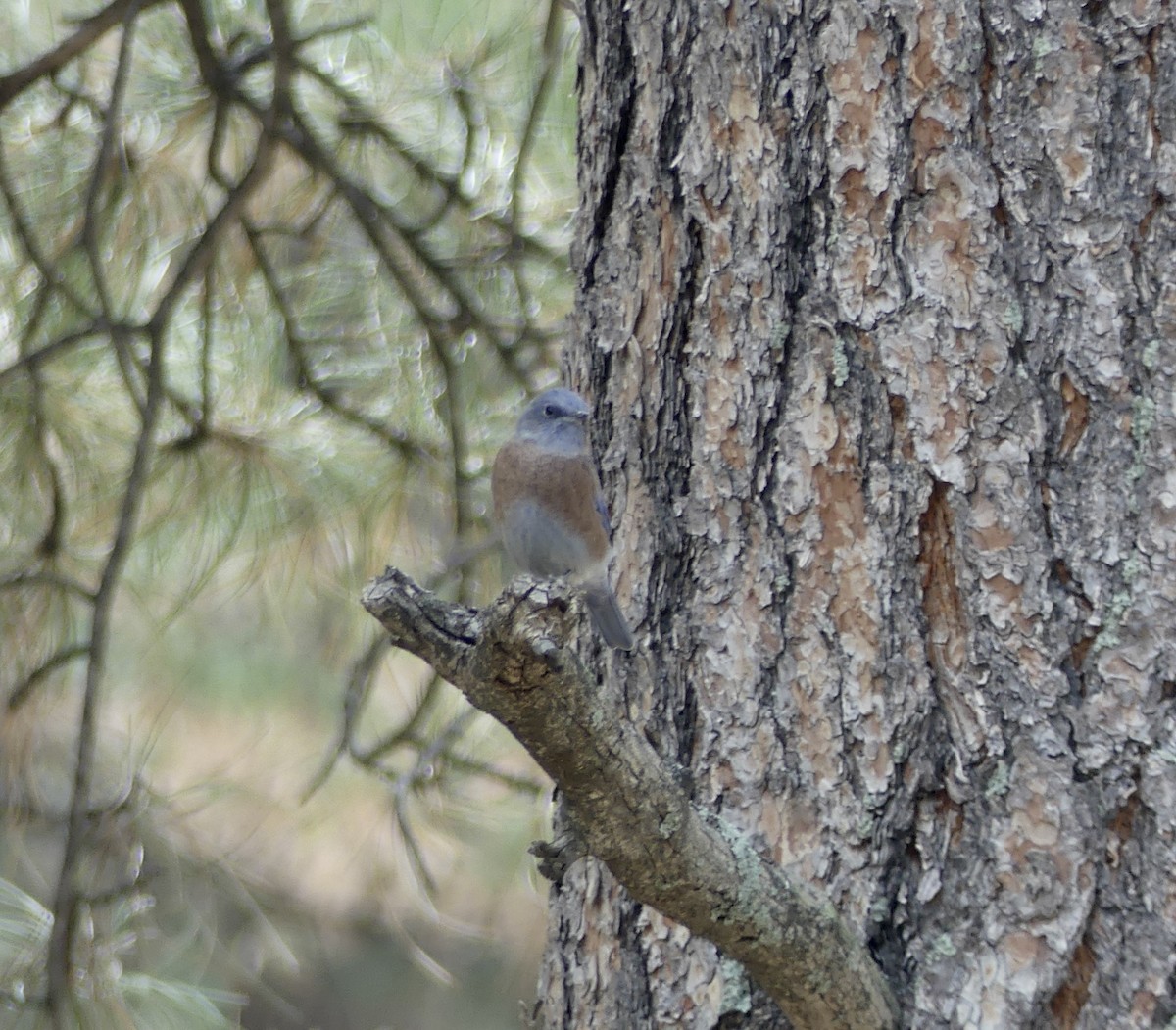 Western Bluebird - ML264372441