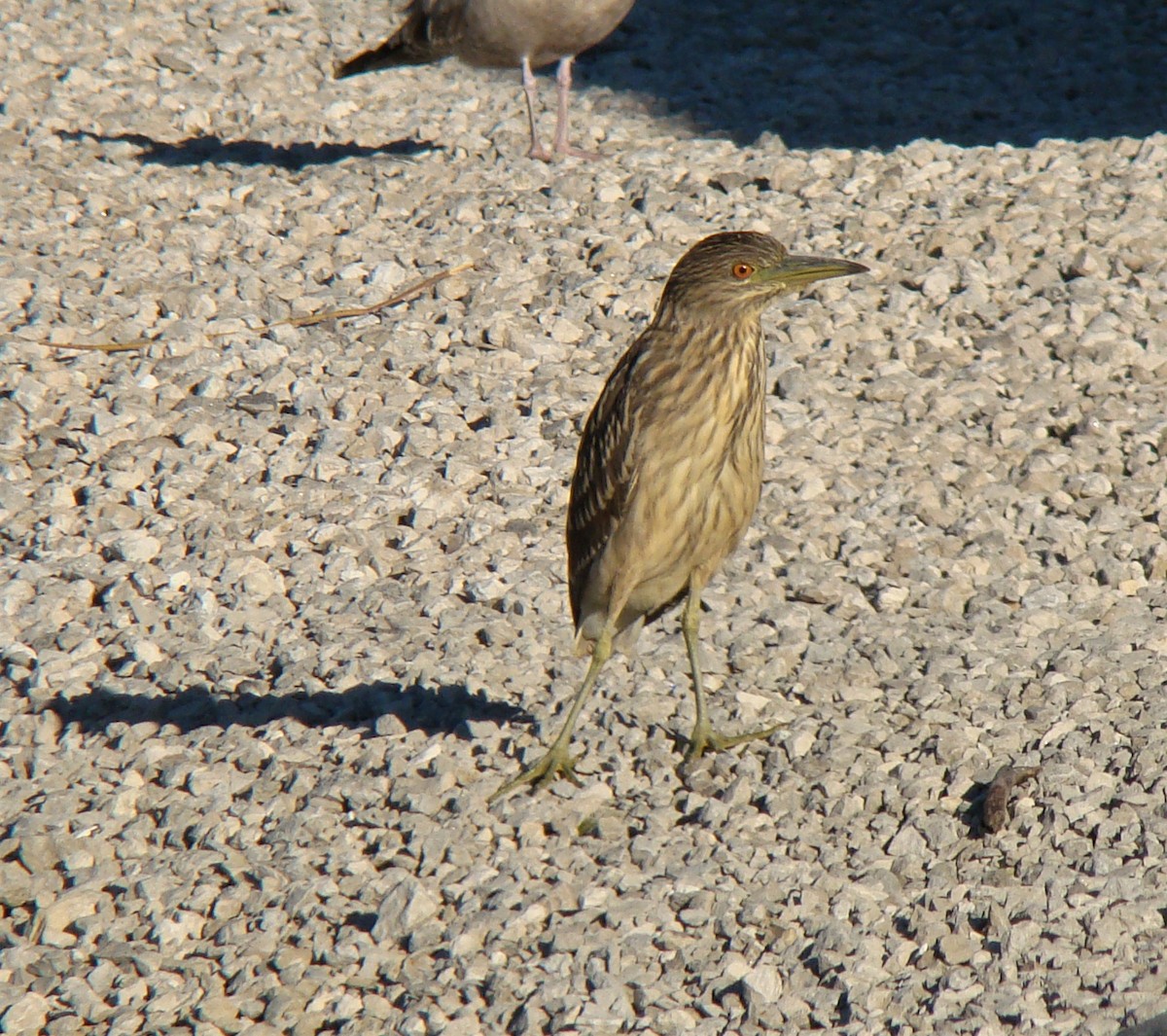 Black-crowned Night Heron - ML264373701