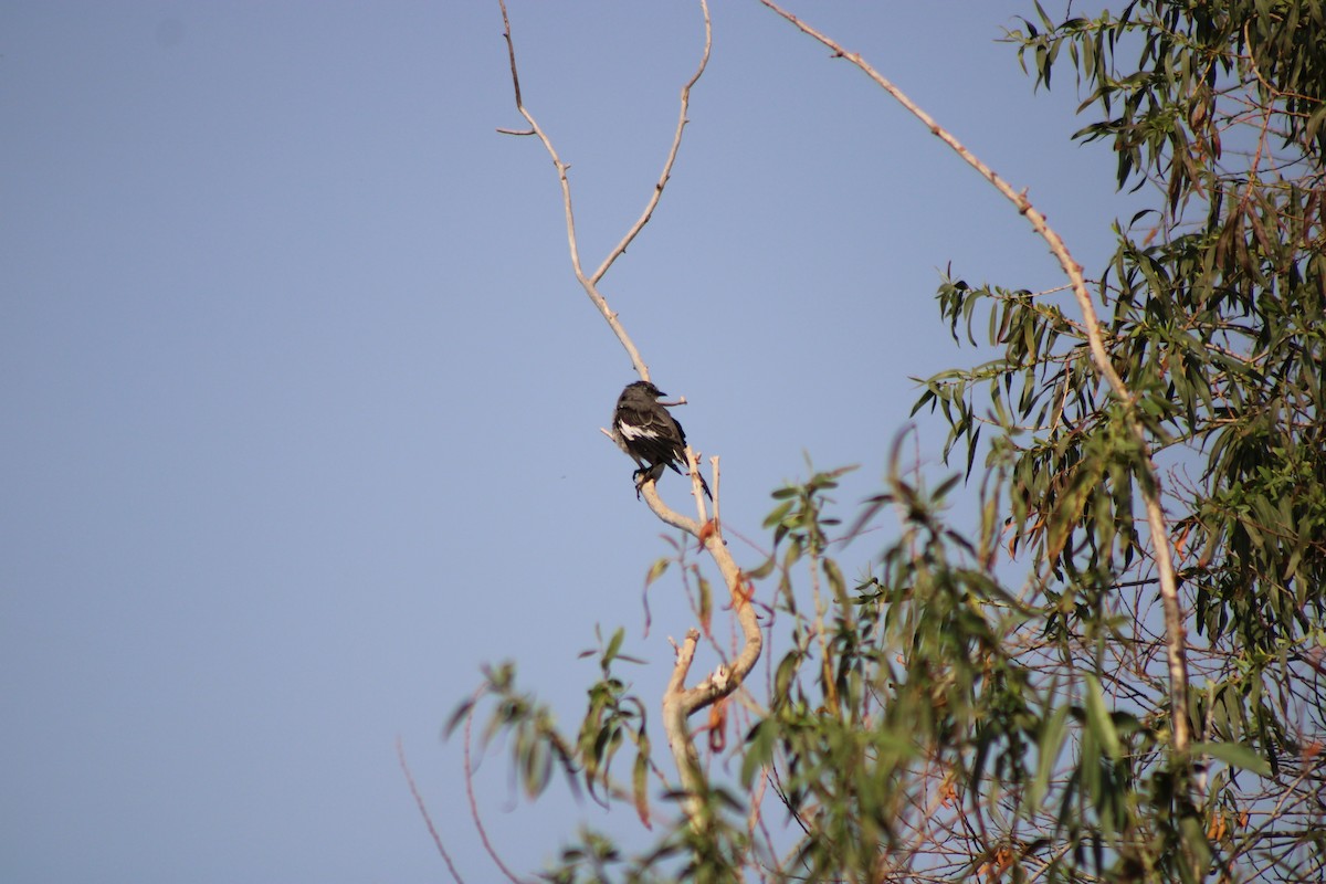 Northern Mockingbird - ML264375971