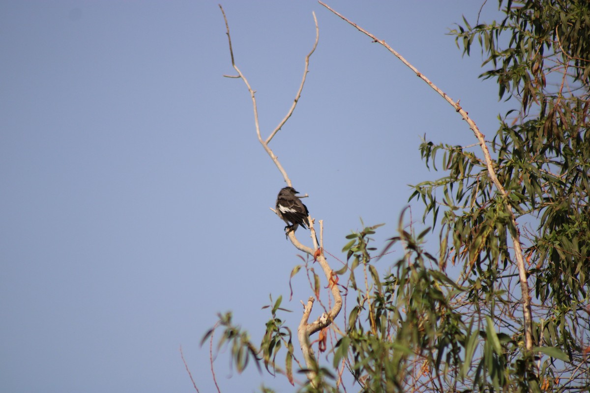 Northern Mockingbird - ML264375981