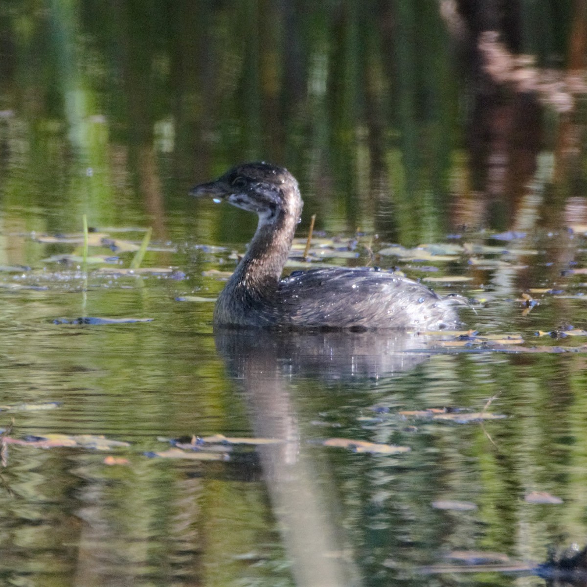 Pied-billed Grebe - Andrew Stadnyk