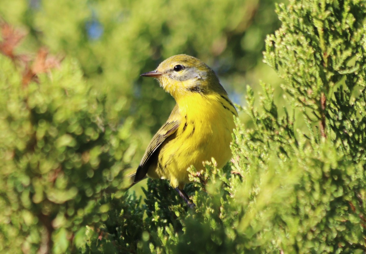 Prairie Warbler - ML264381561