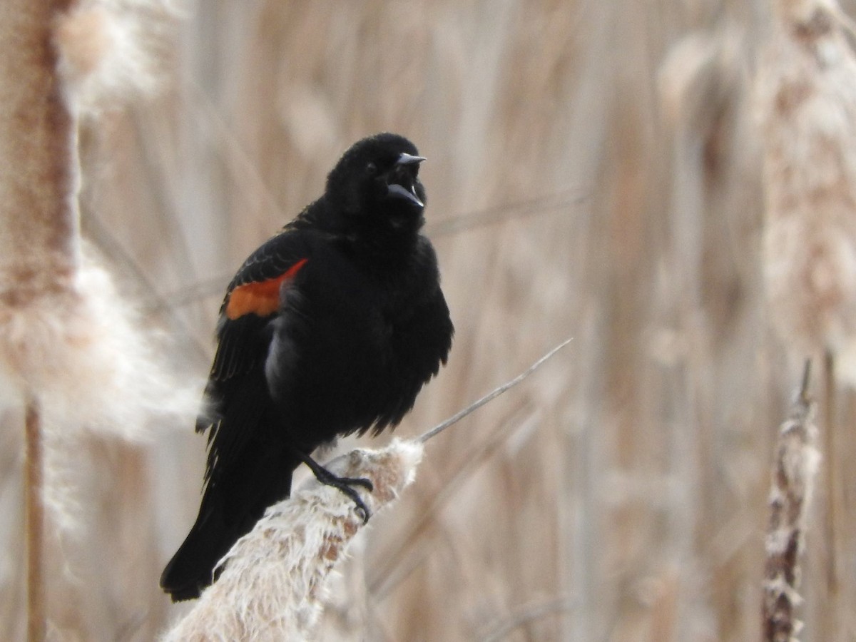 Red-winged Blackbird - ML26438221