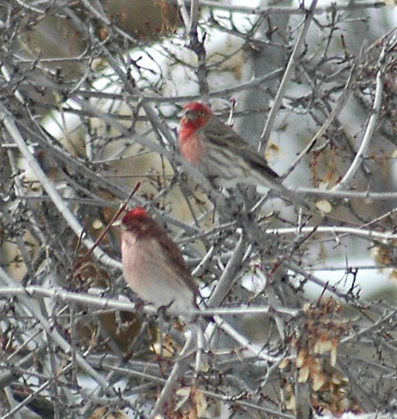 House Finch - ML264382601