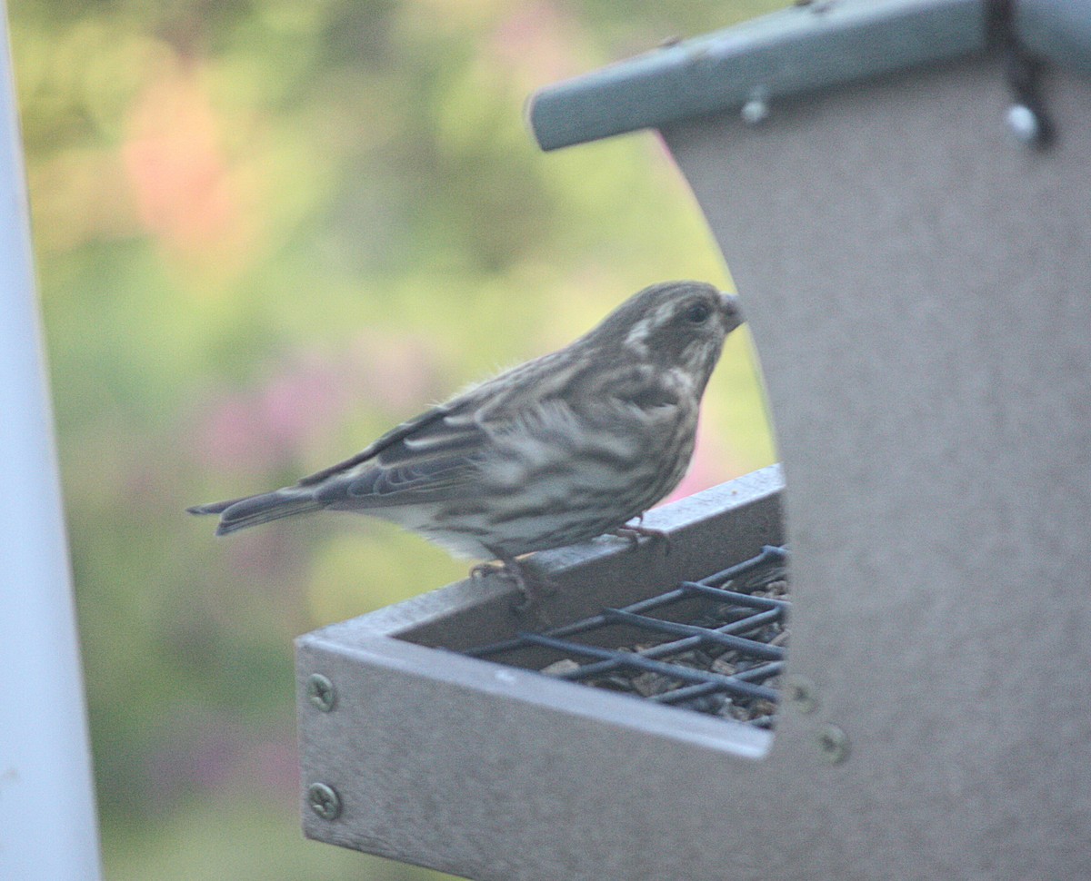 Purple Finch - ML264383061