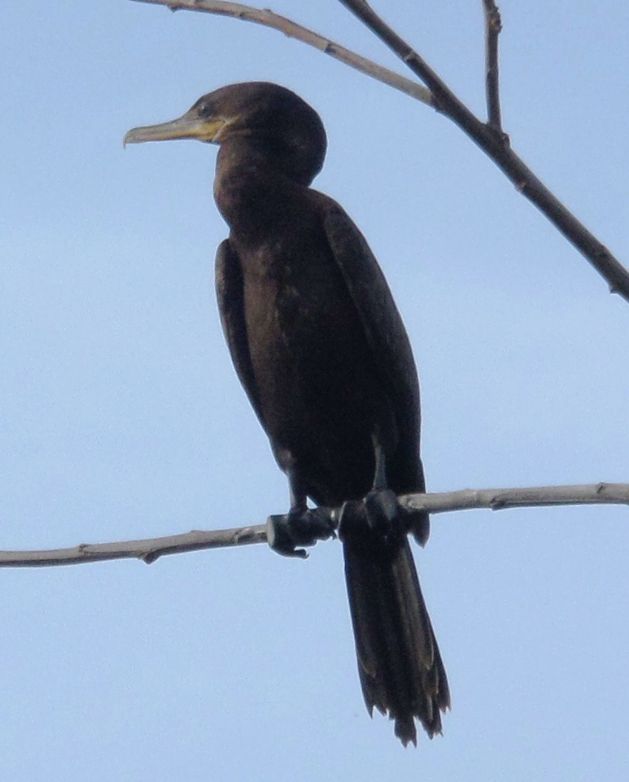 Neotropic Cormorant - Alfredo Correa