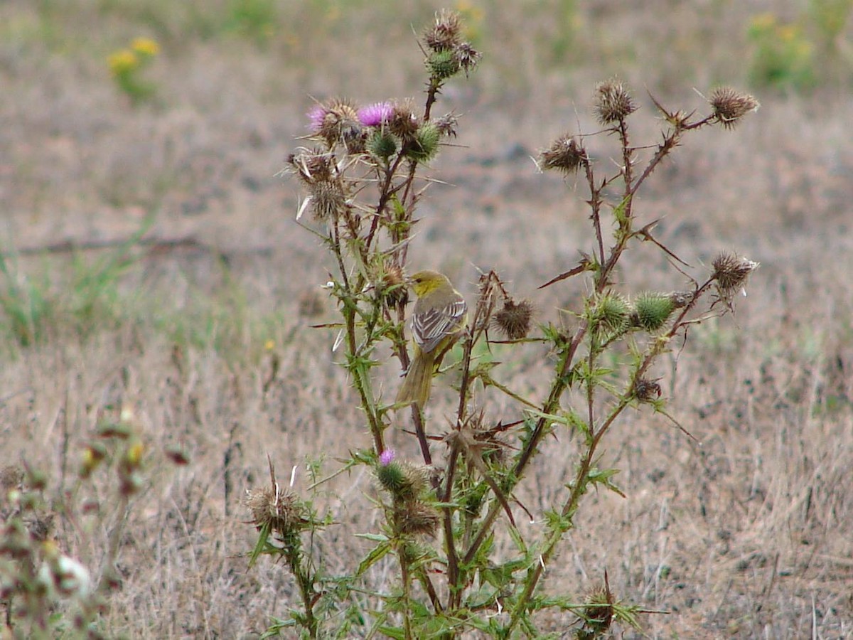 Orchard Oriole - ML26438841