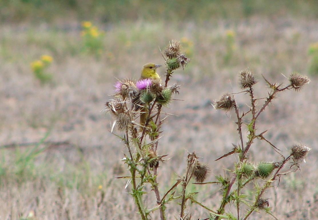 Orchard Oriole - ML26438851